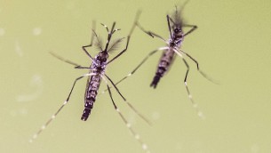 Allarme febbre gialla nelle Americhe, in tre mesi casi già raddoppiati rispetto a tutto il 2024