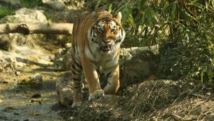 Allarme nella Giornata mondiale della Tigre, la siberiana é a rischio
