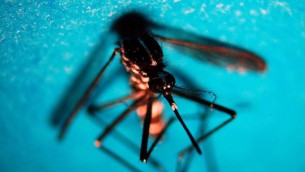 Allerta Dengue in Italia, controlli su navi e voli a rischio zanzare: ecco i primi dati