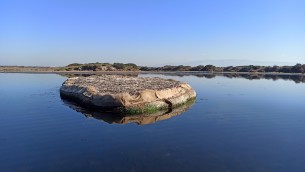 Ambiente, inizia a popolarsi l'isolotto fatto di gusci di cozze nel Golfo di Oristano