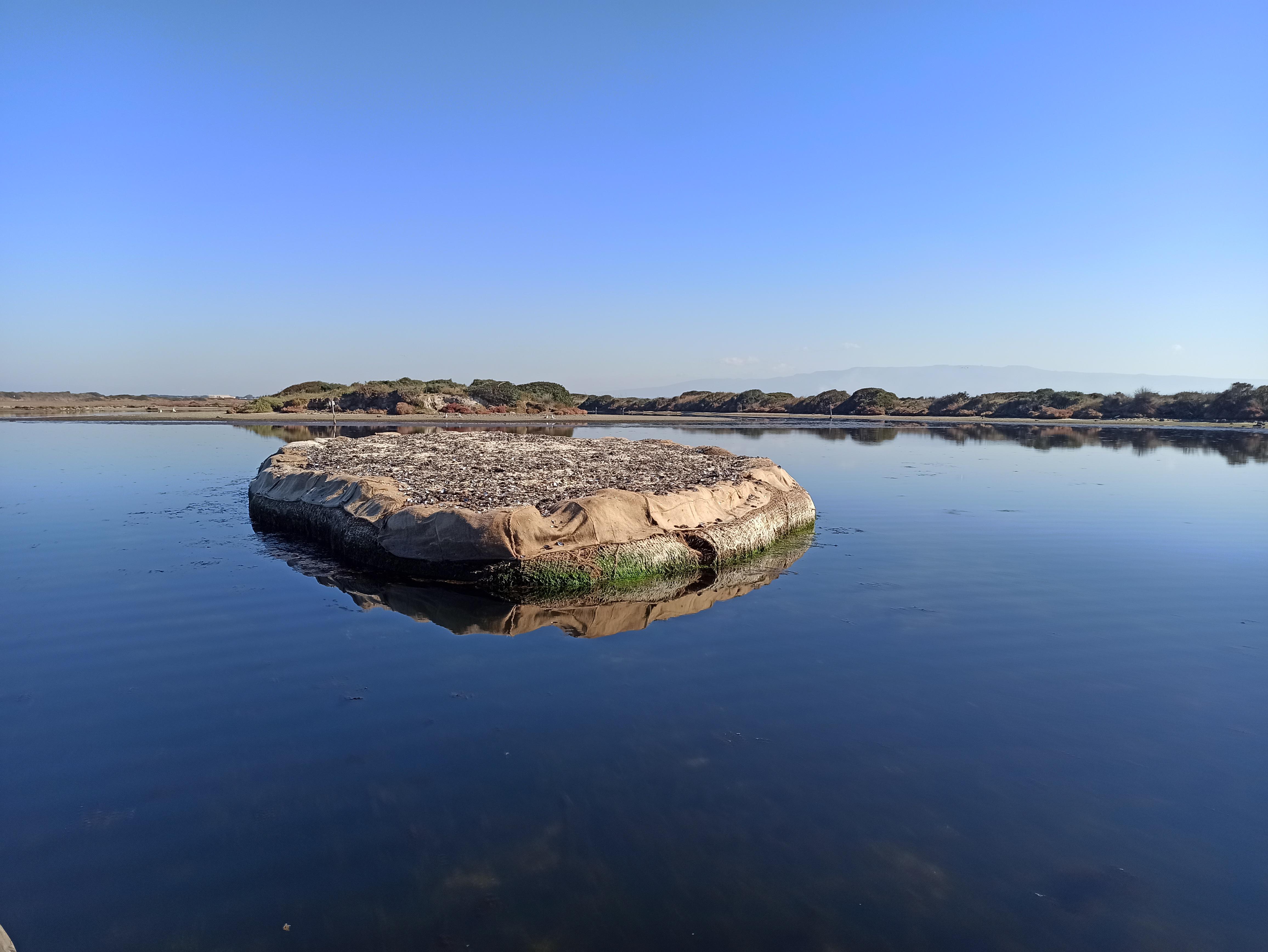 Ambiente, inizia a popolarsi l'isolotto fatto di gusci di cozze nel Golfo di Oristano