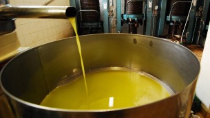 Ammodernamento dei frantoi oleari in Basilicata, pubblicato il bando Pnrr