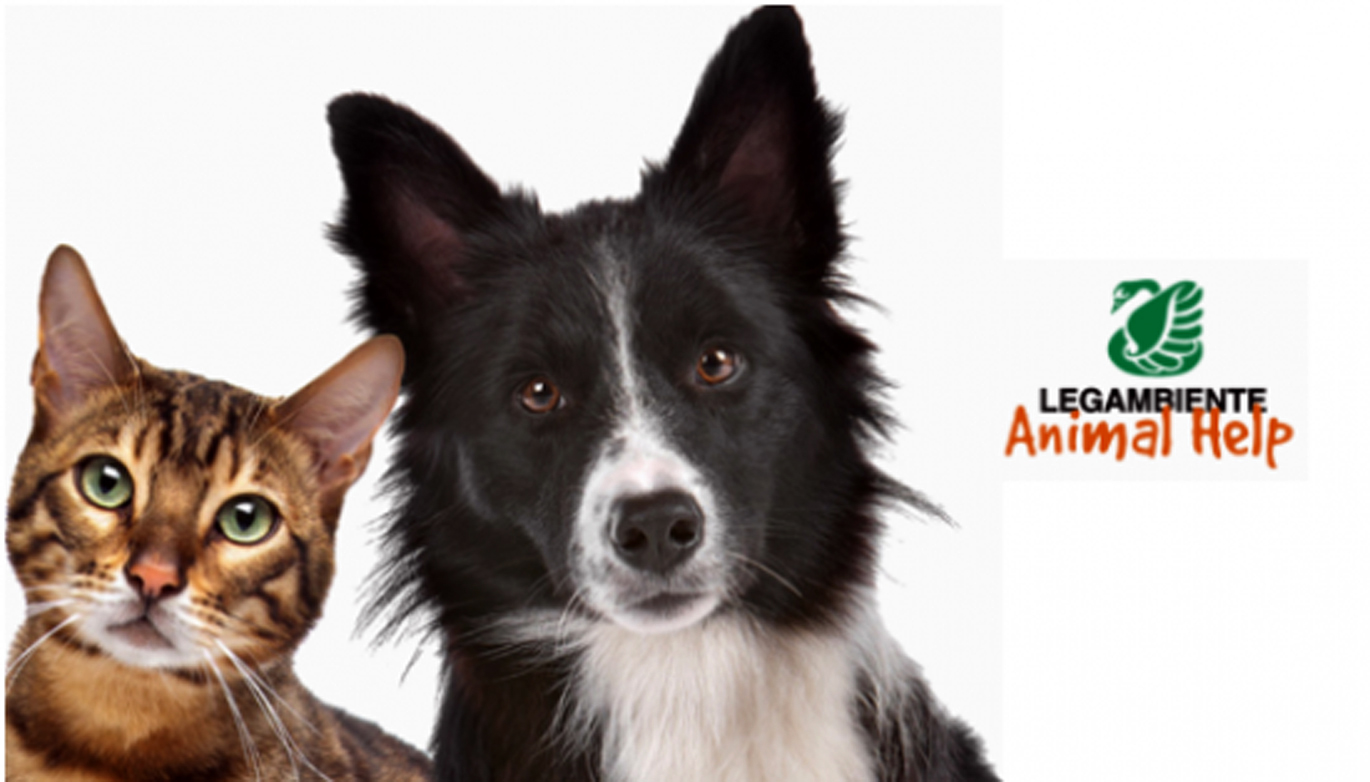 animalhelp_slide-copia