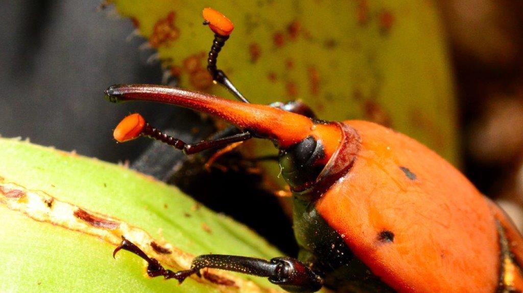 Animali, arrivano gli alieni al Bioparco di Roma