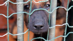 Animali, controlli dei Nas in canili e gattili: sequestrate 26 strutture