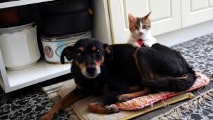 Animali domestici come amici, effetto 'salva memoria' per single over 50