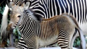 Animali, eccezionale fiocco rosa al Bioparco di Roma: nata una piccola zebra Grevy