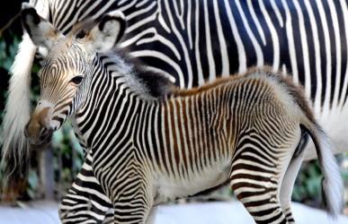 Animali, eccezionale fiocco rosa al Bioparco di Roma: nata una piccola zebra Grevy