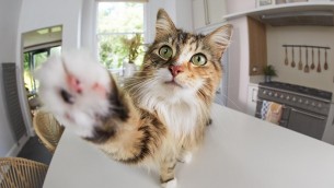 Animali: indagine, 59% italiani vuole telecamera smart per rimanere connesso con loro