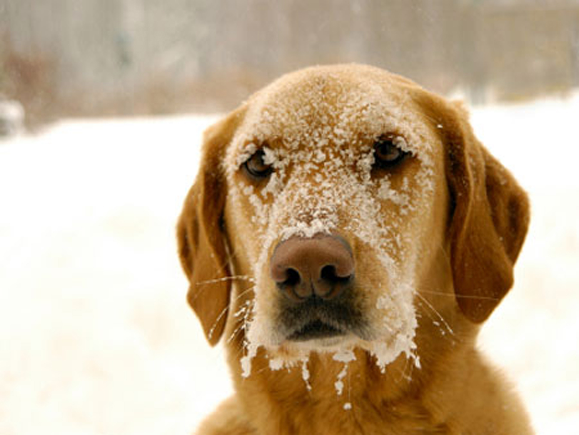 animali_al_freddo