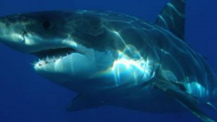 Attacco di squalo in Nuova Caledonia, morto turista australiano