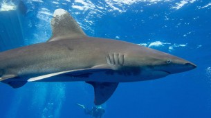 Australia, 17enne attaccata da uno squalo a 100 metri dalla riva: morta per le ferite
