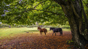 Autunno silano (Foto di Mario Greco)