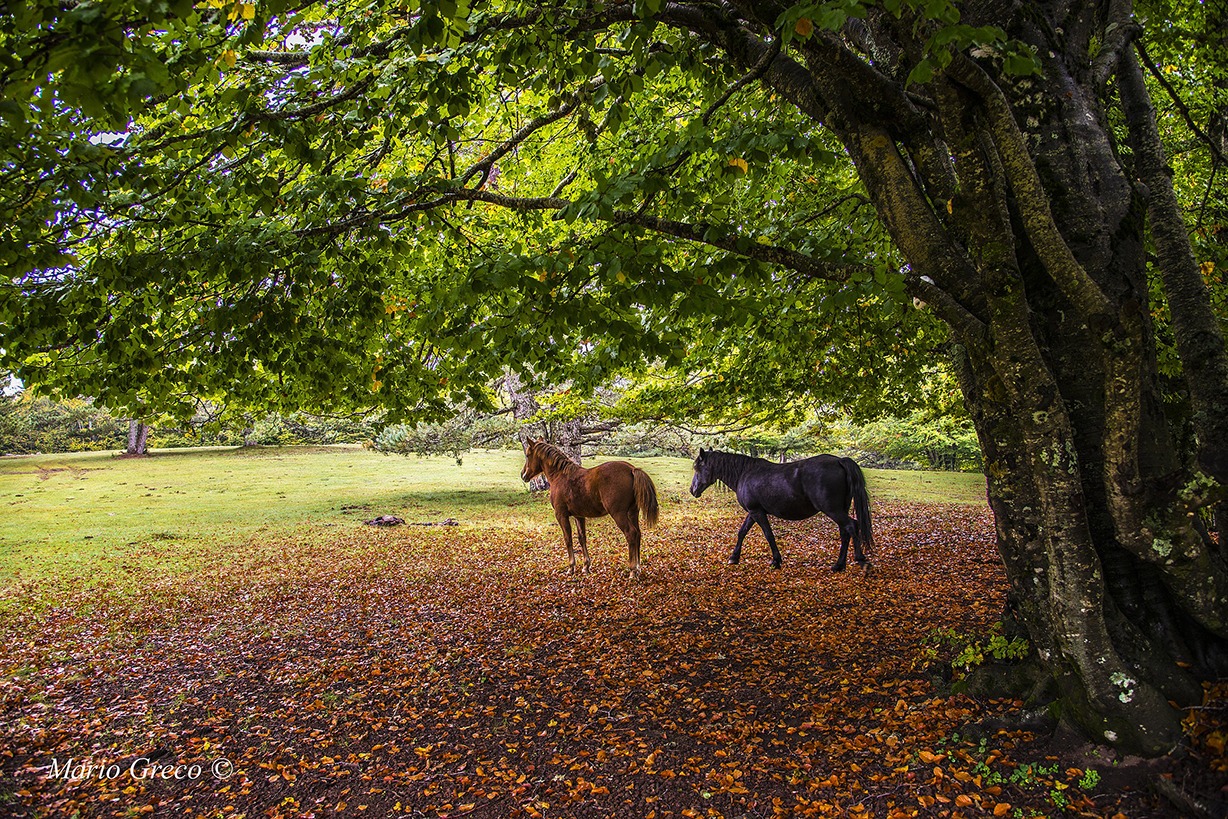 Autunno silano (Foto di Mario Greco)