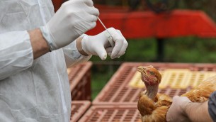 Aviaria, dopo contagi bovini-uomo alert su consumo latte crudo