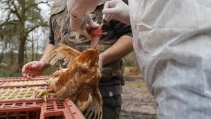 Aviaria e rischio pandemia, l'Italia è pronta?