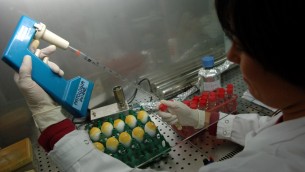 Aviaria fatale in gravidanza, mortalità 90%: allarme scienziati