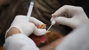 Aviaria, rischio nuova pandemia? "Virus preoccupa e va monitorato"