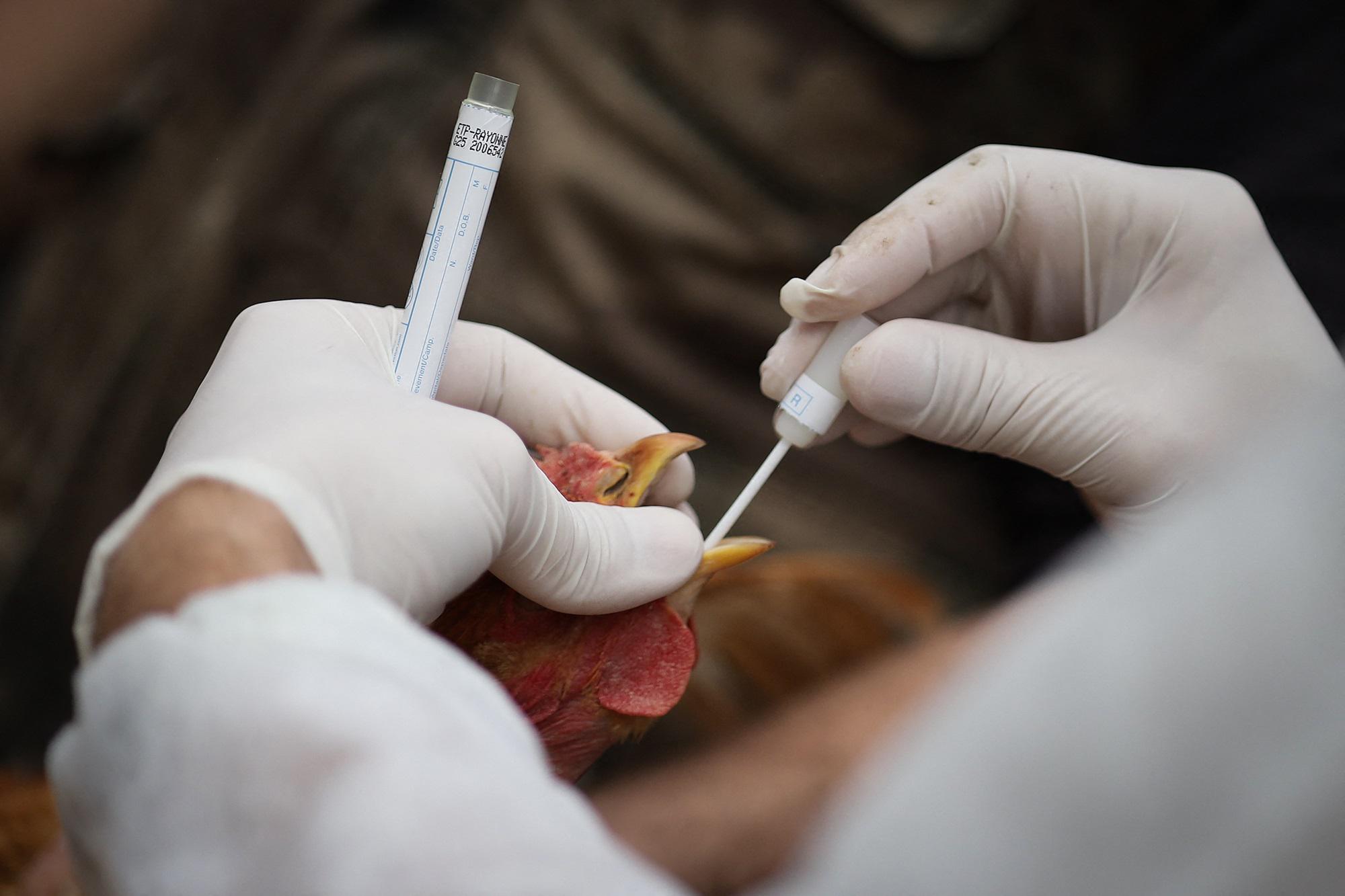 Aviaria, rischio nuova pandemia? "Virus preoccupa e va monitorato"