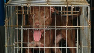 Bimba di 2 anni azzannata da pitbull a Milano:, ricoverata i codice rosso: è fuori pericolo