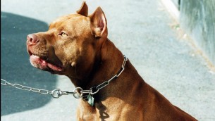 Bimba sbranata da pitbull, veterinari: "Per evitare tragedie serve corretta gestione dei cani"