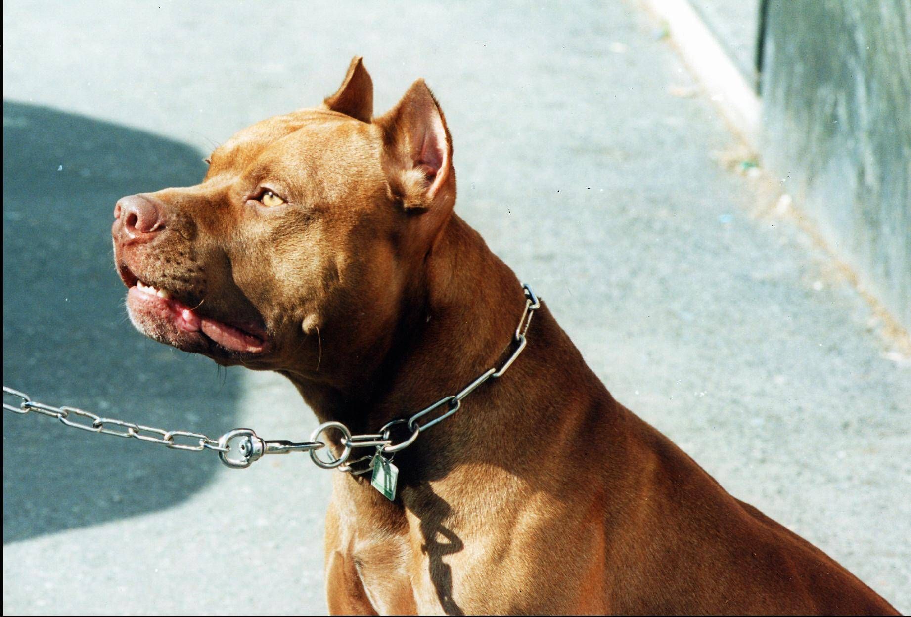 Bimba sbranata da pitbull, veterinari: "Per evitare tragedie serve corretta gestione dei cani"