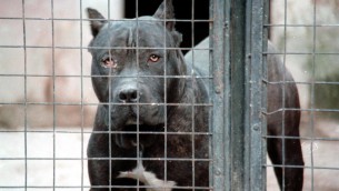 Bimbo ucciso dai pitbull, veterinario: "Non ci sono cani killer ma cattiva gestione sì"