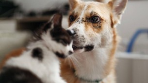 Bonus animali domestici: chi ne ha diritto e come richiederlo