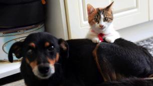 Bonus cani e gatti 2022, come richiederlo