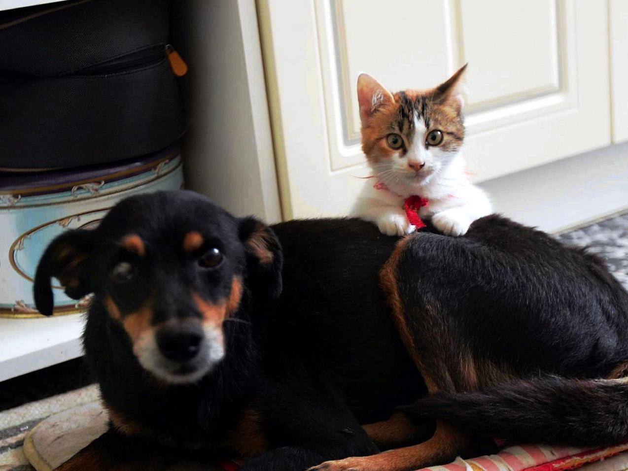 Bonus cani e gatti 2022, come richiederlo