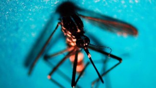 Boom West Nile in Italia nel 2022