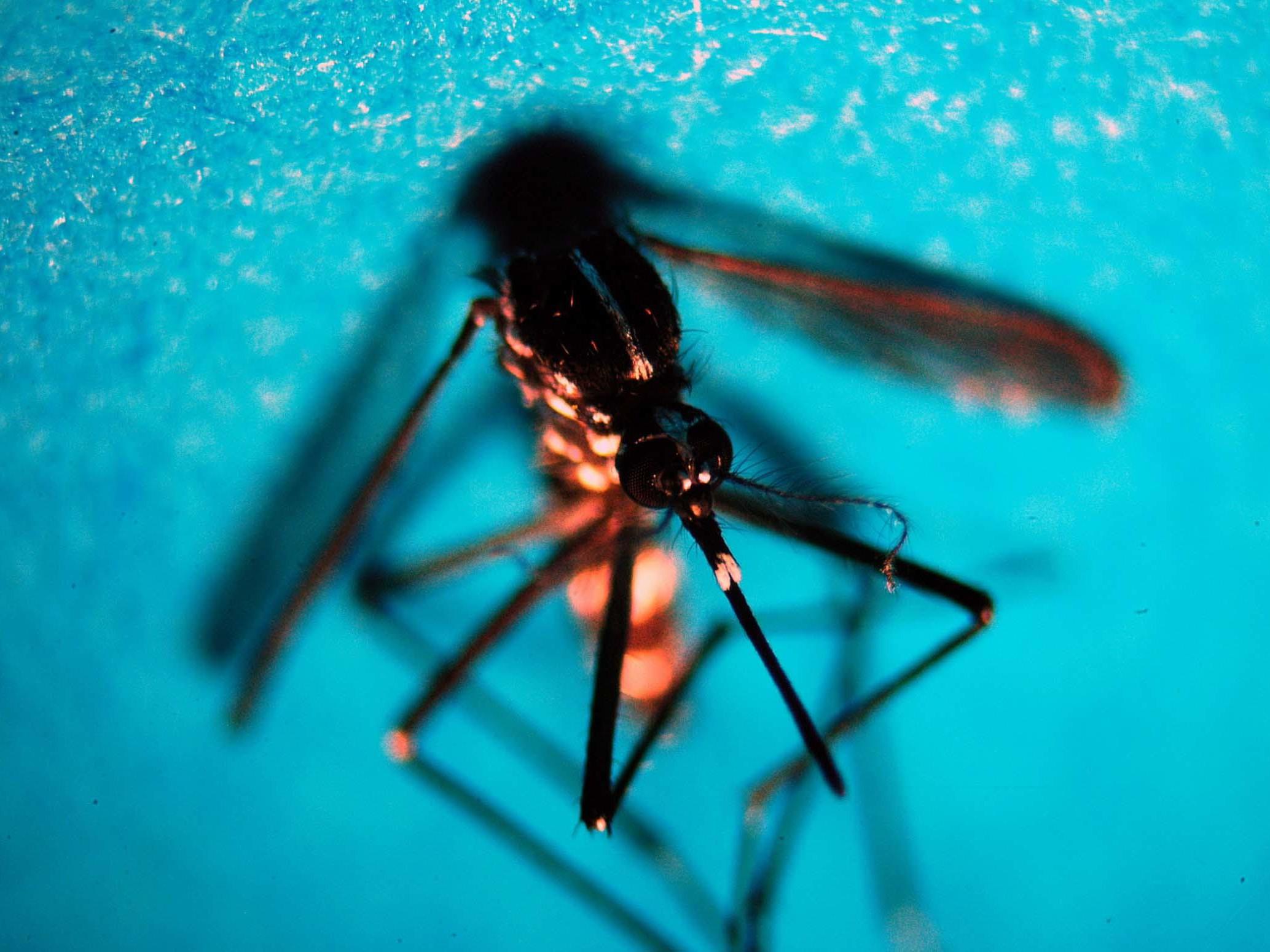 Boom West Nile in Italia nel 2022