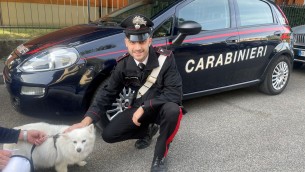 Cagnolina smarrita nel parcheggio del supermarket, la salvano i carabinieri