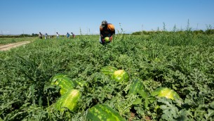 Caldo, in Calabria stop al lavoro nei campi e nei cantieri nelle ore a rischio