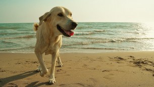 Caldo record in Italia, i consigli per difendere gli animali