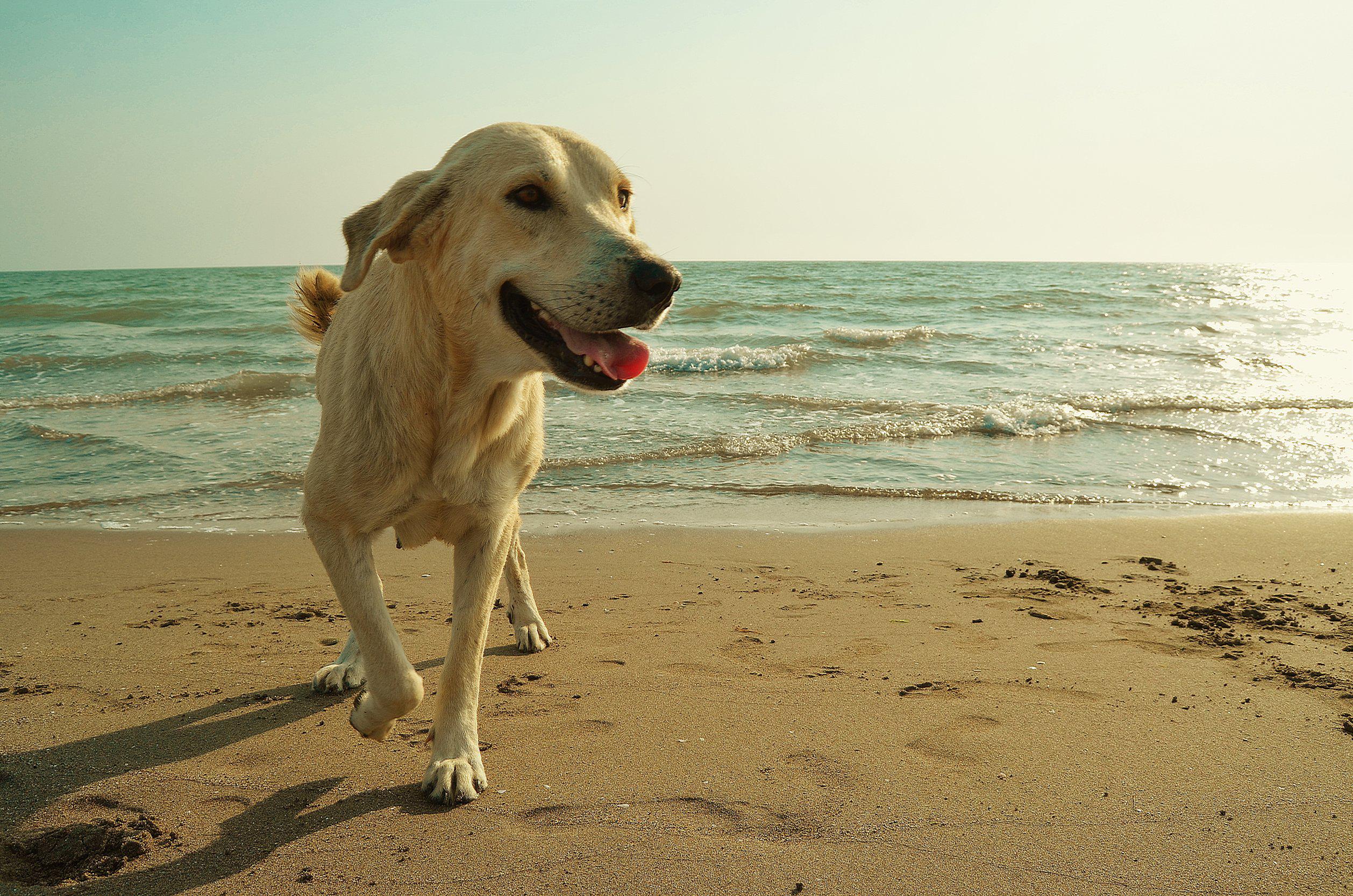 Caldo record in Italia, i consigli per difendere gli animali