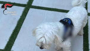 Camorra, cagnolino tradisce latitante: arrestato Luigi Cacciapuoti - Video