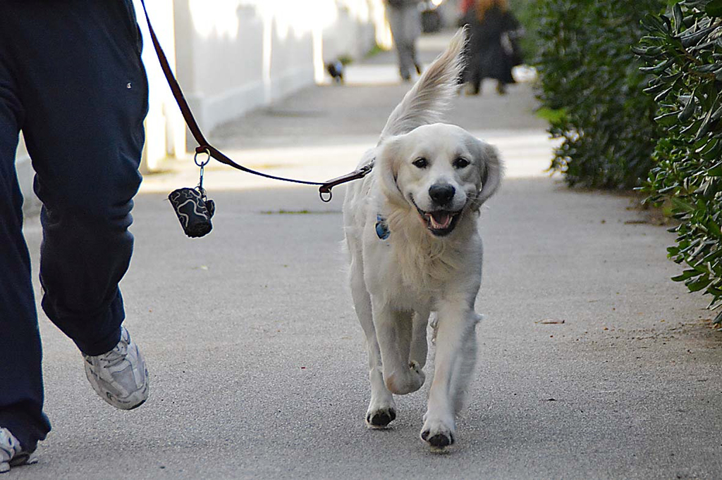 cane in città