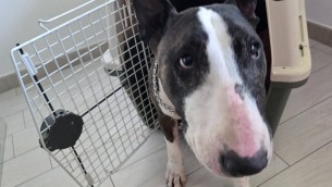 Cani e gatti in aereo, arriva la svolta: nuove regole, cosa cambia