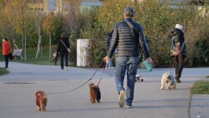 Cani grandi e piccoli, ecco chi vive di più e che malattie rischia