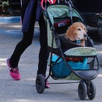 Cani nuovi bambini? Ricerca svela cosa lega il boom dei pet alle culle vuote