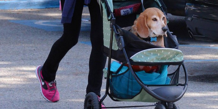 Cani nuovi bambini? Ricerca svela cosa lega il boom dei pet alle culle vuote