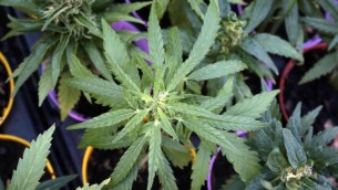 Cannabis, botta e risposta Salvini-Schlein