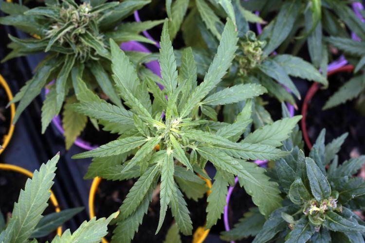 Cannabis, botta e risposta Salvini-Schlein