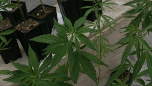 Cannabis, "destra e Italia Viva chiedono rinvio": voto slitta
