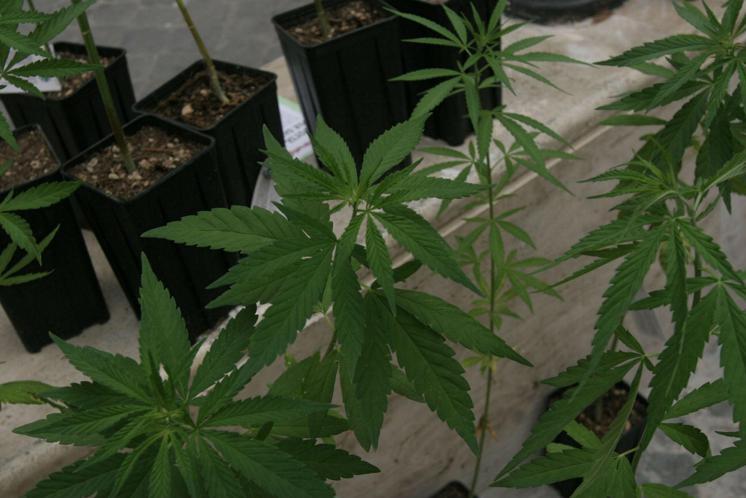 Cannabis, "destra e Italia Viva chiedono rinvio": voto slitta