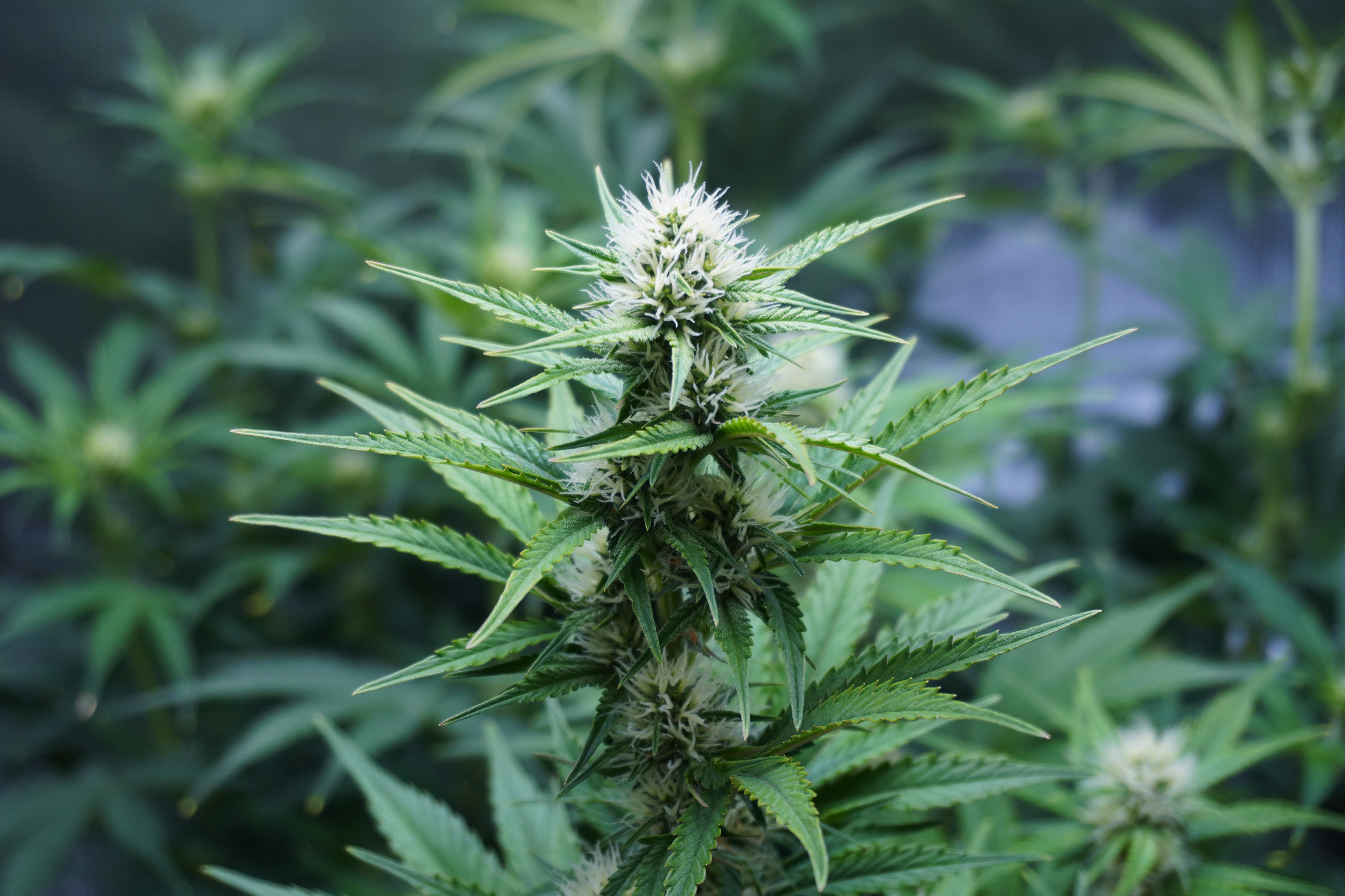 Cannabis legale referendum, cosa succede ora?
