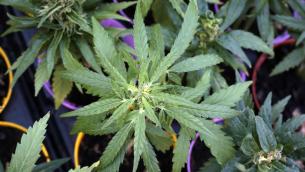 Cannabis, referendum: "In 48 ore oltre 220mila firme"