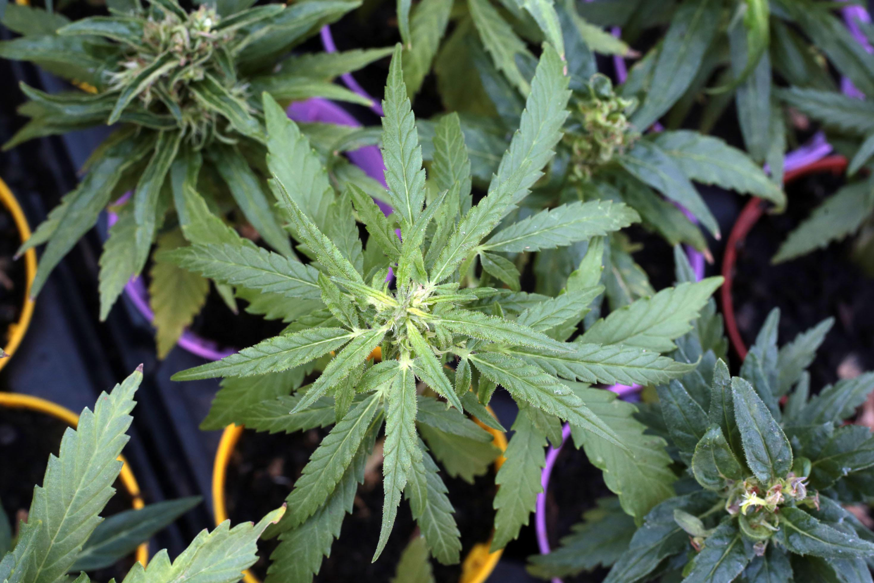 Cannabis, referendum: "In 48 ore oltre 220mila firme"