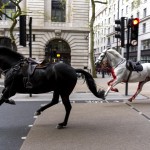 Cavalli in fuga a Londra, panico e feriti in centro